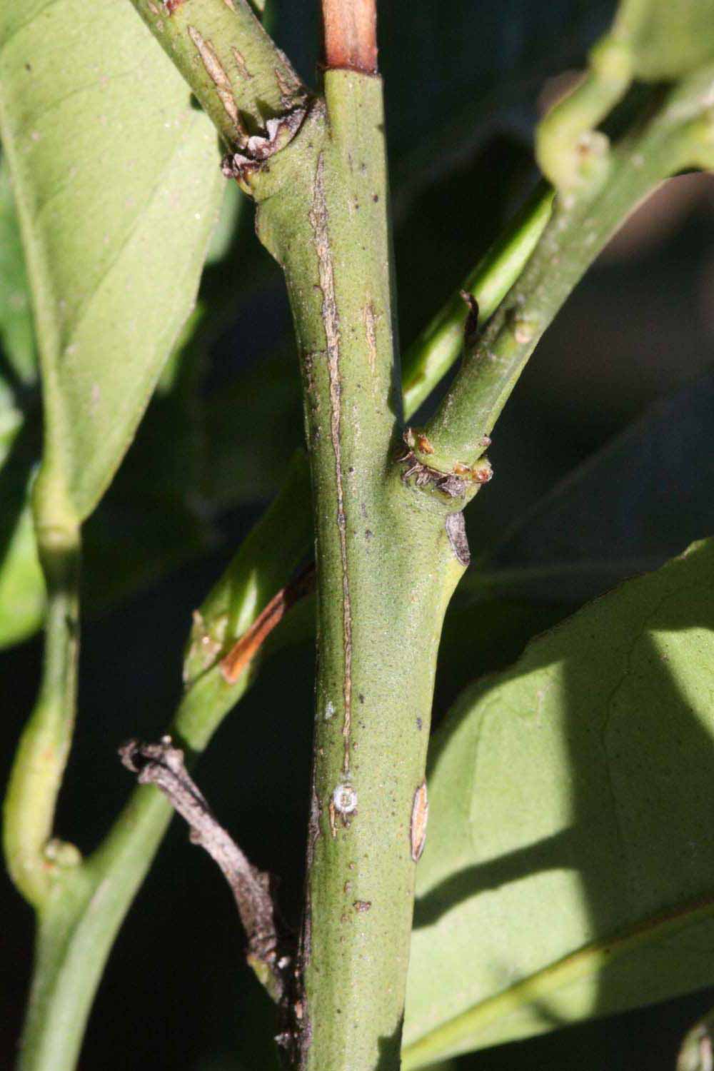            First year twig (Riverside, CA)   